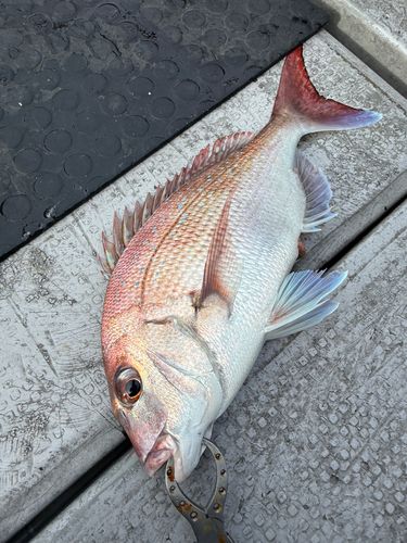 マダイの釣果