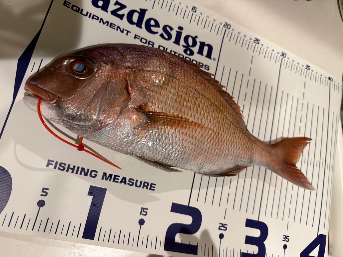 k1mrwoooonderさんの釣果 2枚目の画像