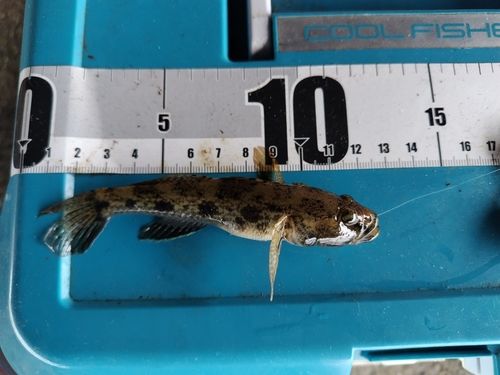 マハゼの釣果