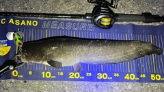 ナマズの釣果