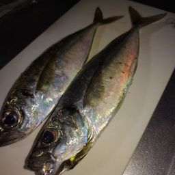 アジ