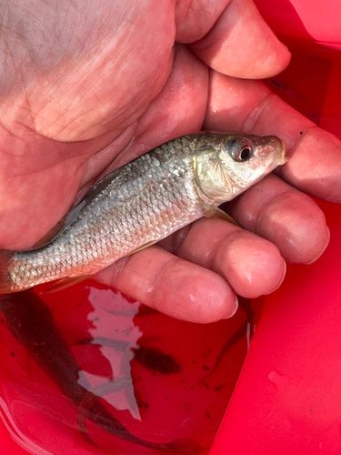 コイの釣果