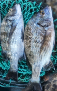 クロダイの釣果