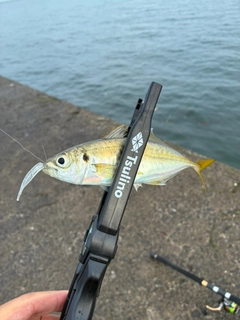 マアジの釣果