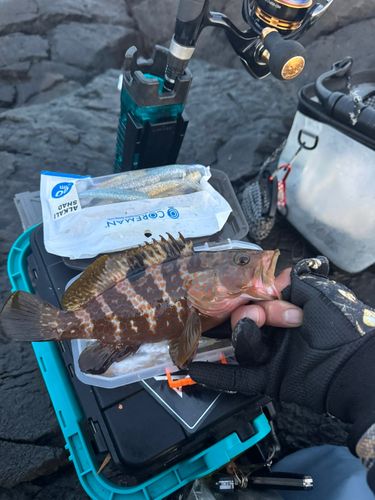 キジハタの釣果