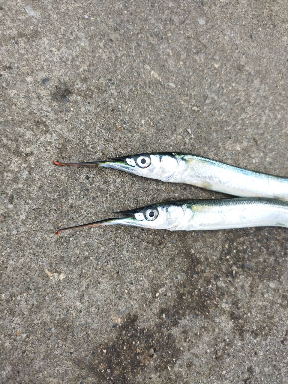 サヨリ