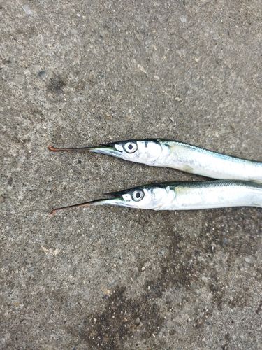 サヨリの釣果