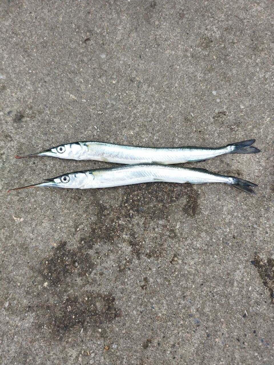 サヨリ