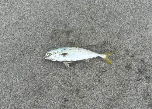 ワカシの釣果