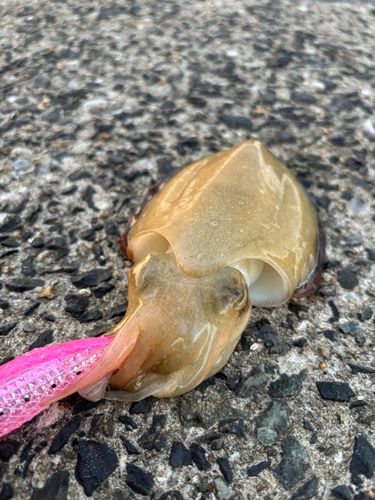 コウイカの釣果