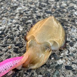 コウイカ