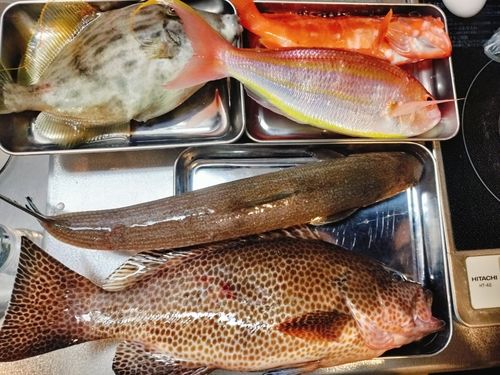 オオモンハタの釣果