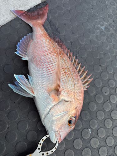 マダイの釣果