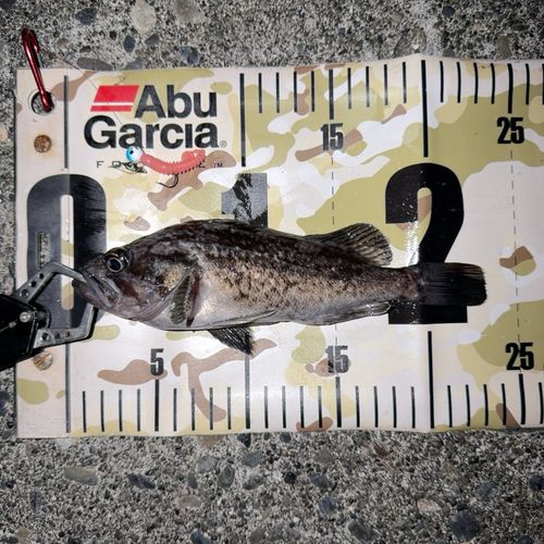 クロソイの釣果