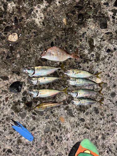 表浜名湖