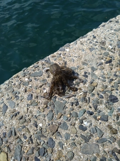 イイダコの釣果