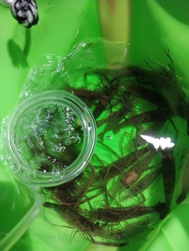 テナガエビの釣果