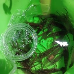 テナガエビ