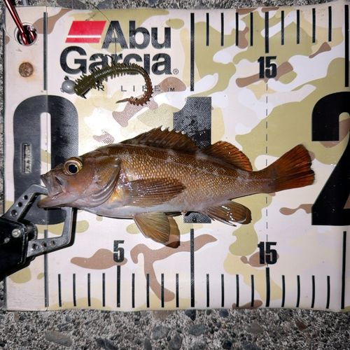 エゾメバルの釣果