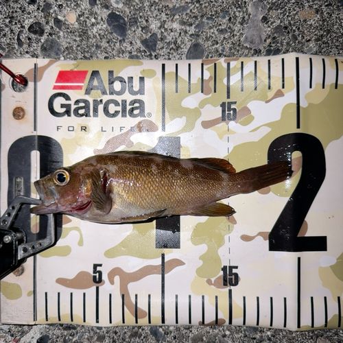エゾメバルの釣果