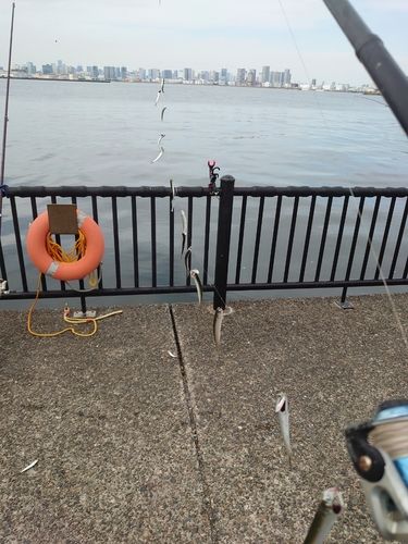 カタクチイワシの釣果