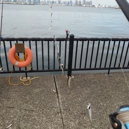 カタクチイワシ