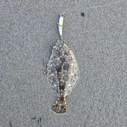 ヒラメ