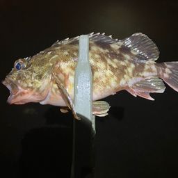 カサゴ