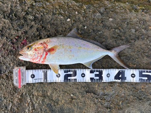 ネリゴの釣果