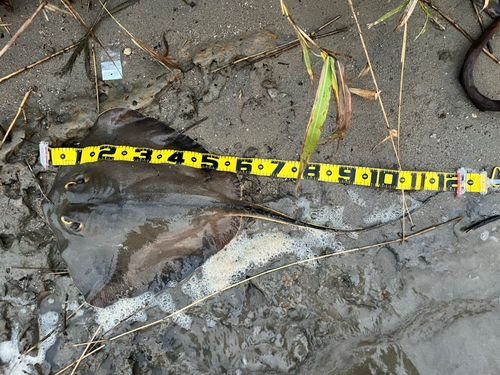 エイの釣果