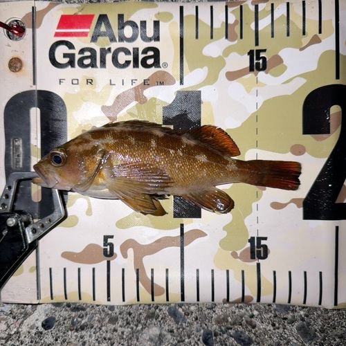 エゾメバルの釣果