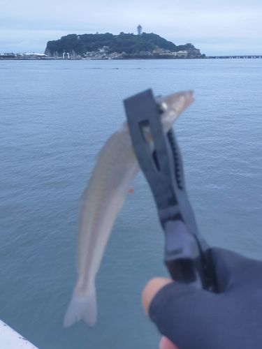 シロギスの釣果