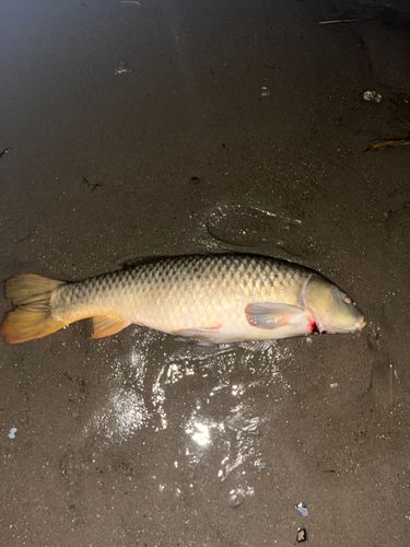 コイの釣果