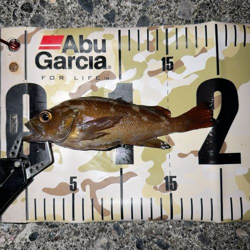 エゾメバルの釣果