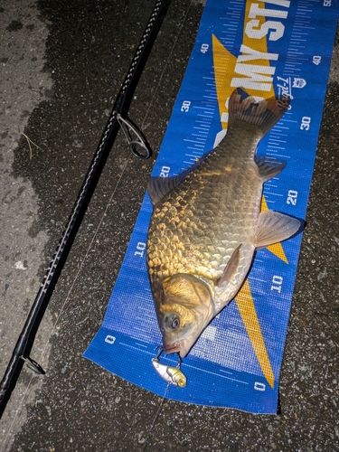マブナの釣果