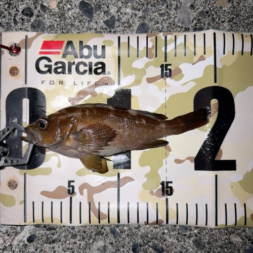 エゾメバルの釣果
