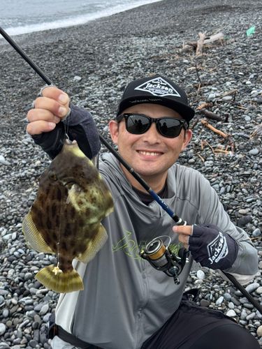 カワハギの釣果