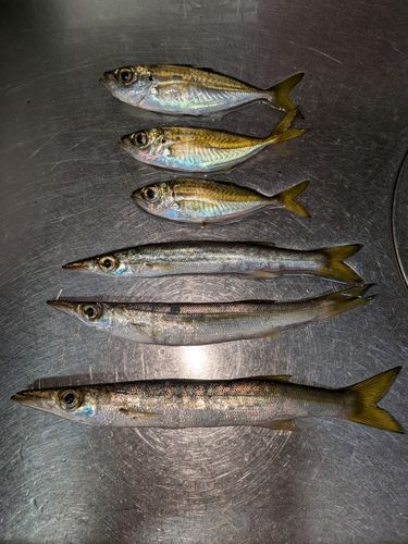 カマスの釣果