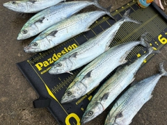 サゴシの釣果