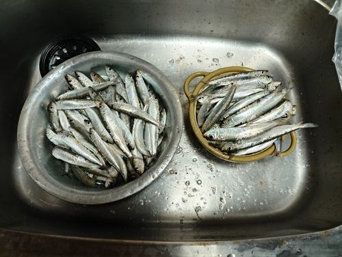 マイワシの釣果