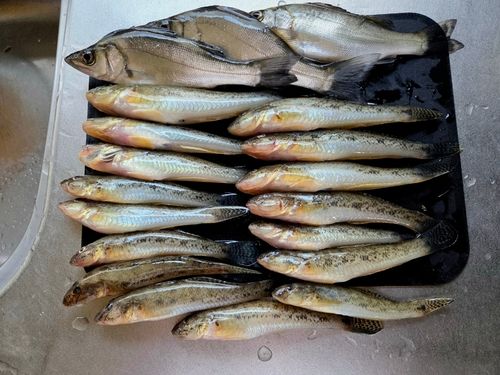 マハゼの釣果