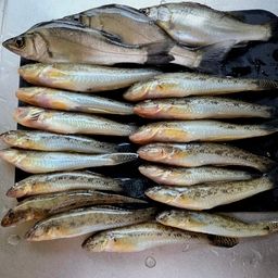 マハゼ