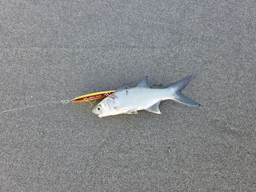 ツバメコノシロの釣果