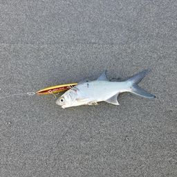 ツバメコノシロ