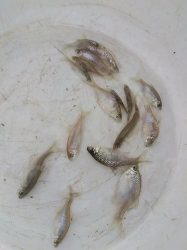 タナゴの釣果