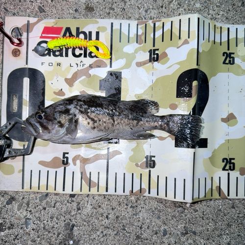 クロソイの釣果