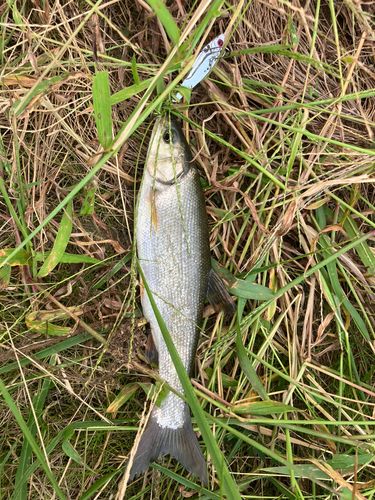 ウグイの釣果