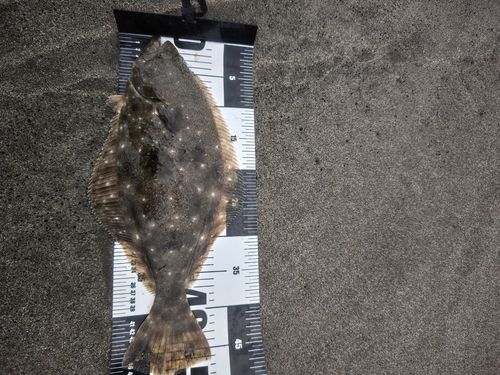 ヒラメの釣果