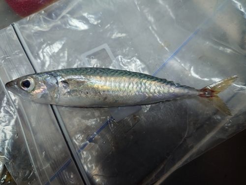 サバの釣果