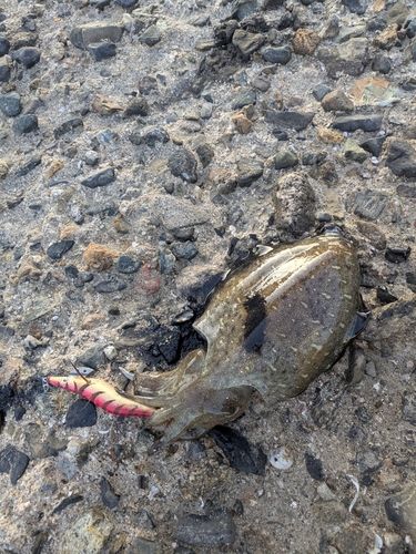 コウイカの釣果